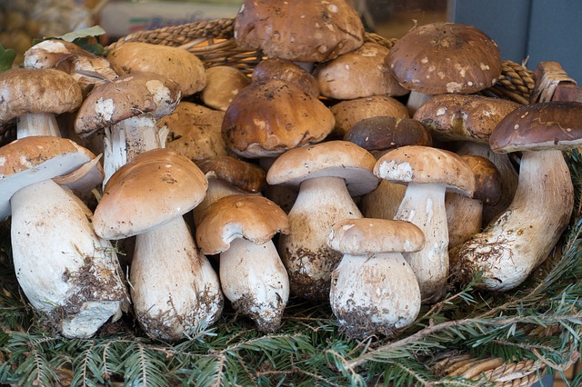 houby v košíku
