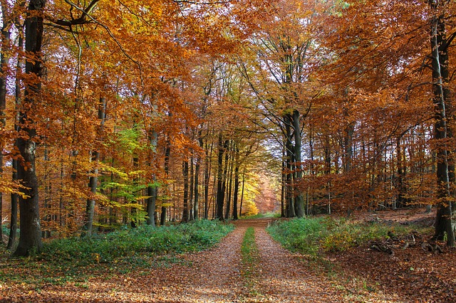 lesní cesta